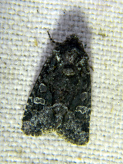 Lacinipolia olivacea