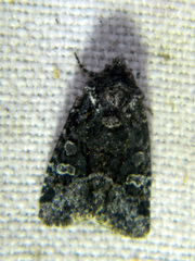 Lacinipolia olivacea