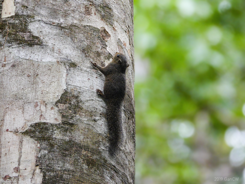 Celebes Dwarf Squirrel
