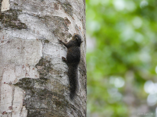 Celebes Dwarf Squirrel (Prosciurillus murinus) — Least Concern Mammalia
