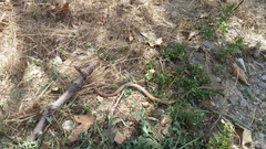 Masticophis flagellum piceus