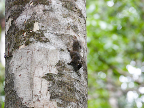 Celebes Dwarf Squirrel