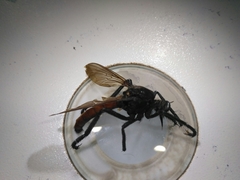Archilestris magnificus