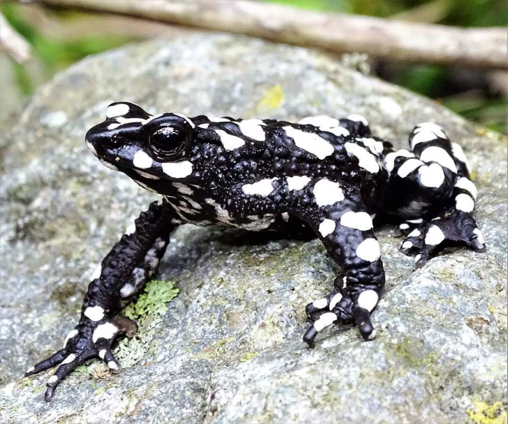 Starry Night Harlequin Toad