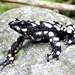 Starry Night Harlequin Toad - Photo (c) Beto_Rueda, some rights reserved (CC BY), uploaded by Beto_Rueda
