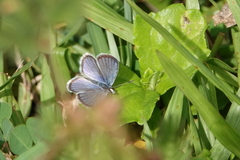 Hemiargus