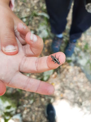 Navomorpha sulcata