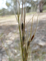Austrostipa setacea