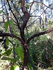Arbutus xalapensis