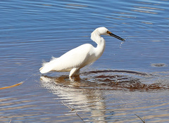 Egretta thula image