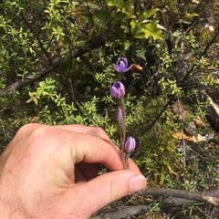 Thelymitra × dentata