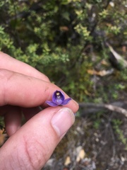 Thelymitra × dentata