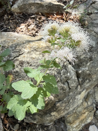 Wright's Snakeroot
