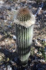 Cephalocereus apicicephalium