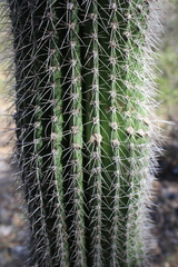 Cephalocereus apicicephalium