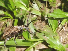 Mutatocoptops malaisiana