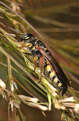 Myzinum carolinianum