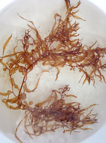 Sargassum bermudense observed 2016-12-12