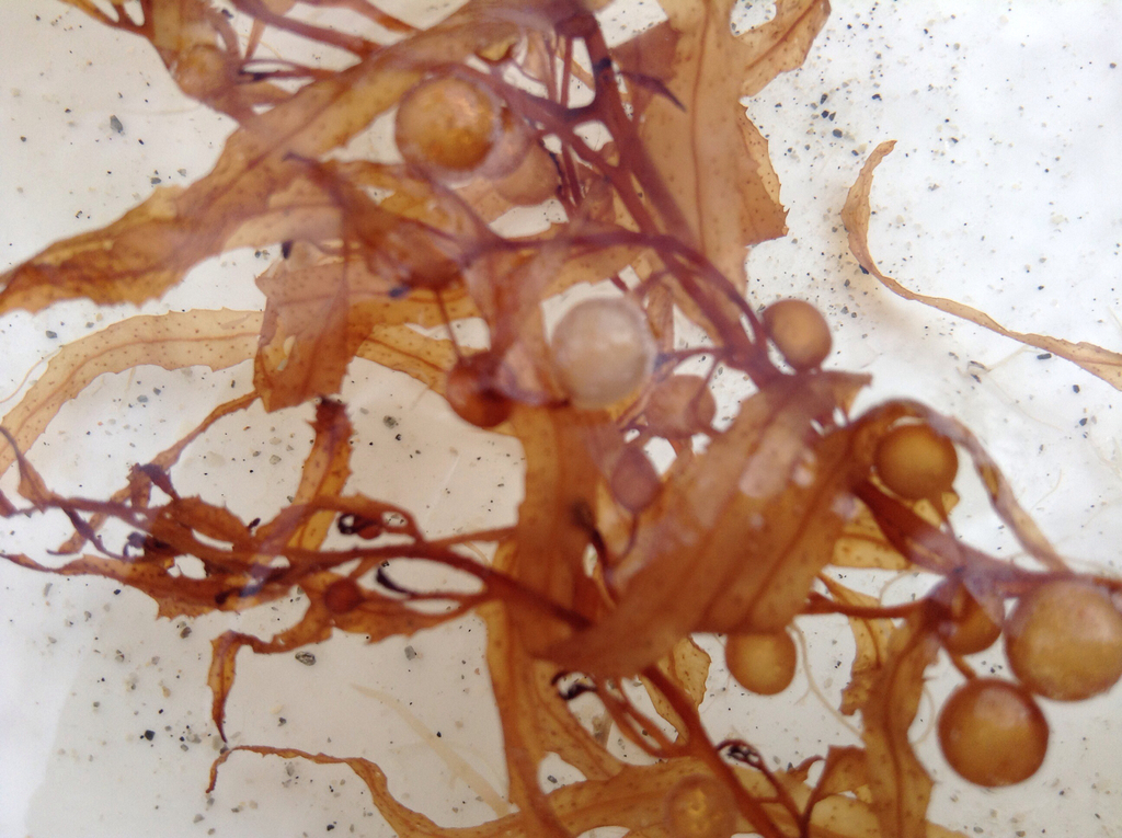 Bermuda Gulfweed