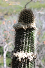 Cephalocereus apicicephalium