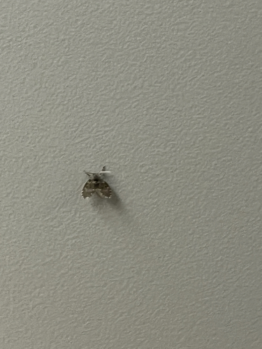 Unknown species found near Bicentennial Way, Middlebury, VT, US