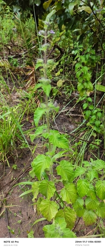 Wide Spikenard