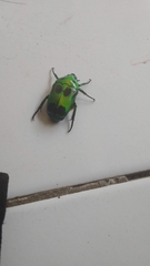 Heterorrhina sexmaculata