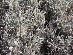 Parthenium argentatum