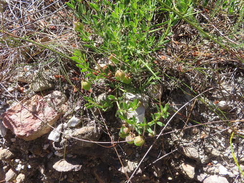 Smooth Twinleaf (Roepera fulva)