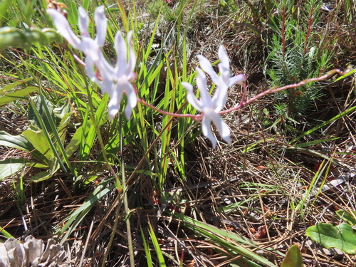 Cyphia volubilis, photograph 3