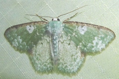 Eucyclodes albisparsa