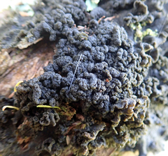 Leptogium coralloideum