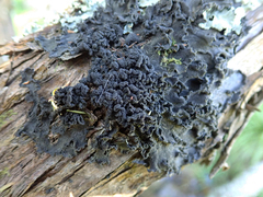 Leptogium coralloideum