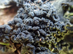 Leptogium coralloideum