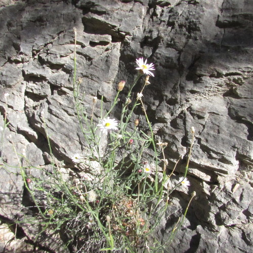 Trans-Pecos tansyaster (Psilactis brevilingulata)