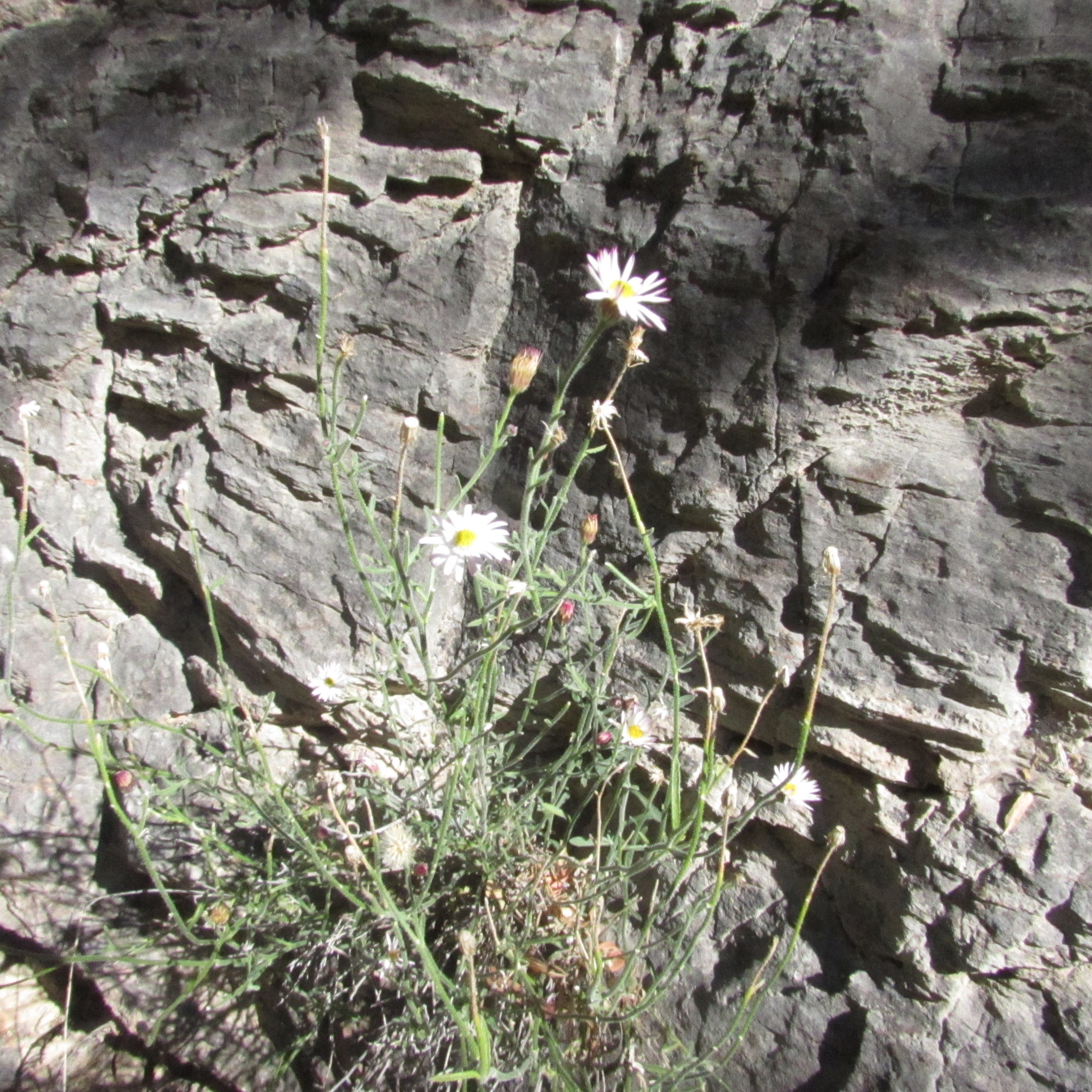 Psilactis brevilingulata