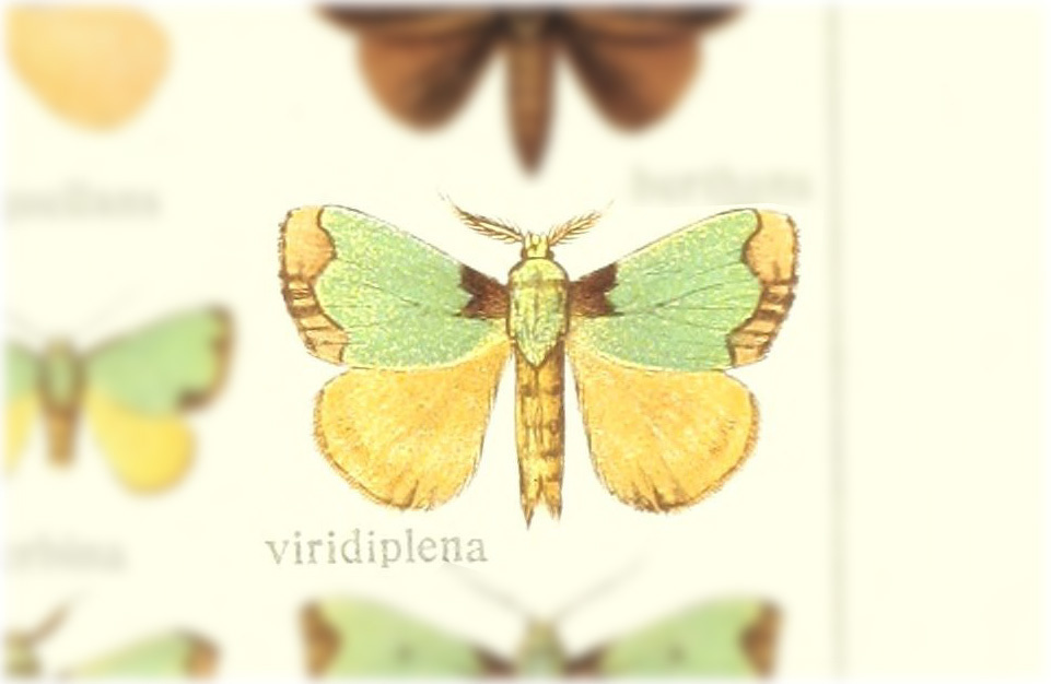 Parasa viridiplena