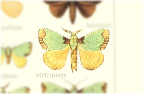 Parasa viridiplena