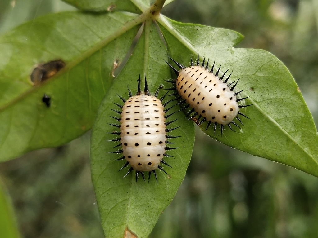 Sweetpotato Leaf Beetle