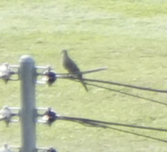 Streptopelia chinensis