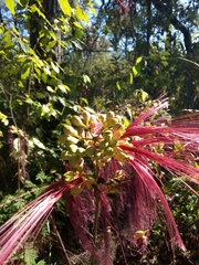 Calliandra houstoniana anomala