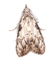 Nola pleurochorda