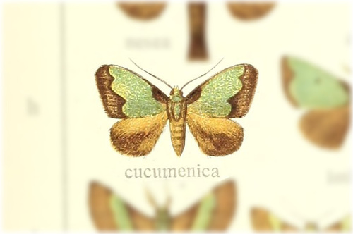 Parasa cucumenica