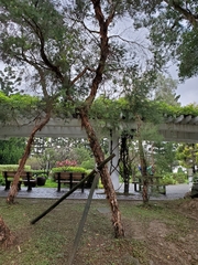 Melaleuca alternifolia