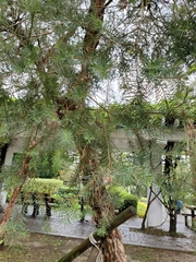 Melaleuca alternifolia