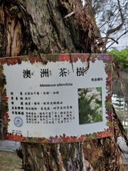 Melaleuca alternifolia