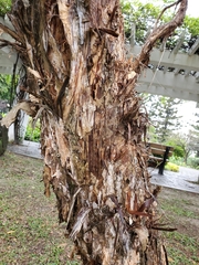 Melaleuca alternifolia