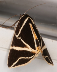 Agamana sarmentosa