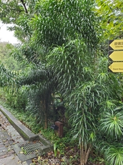 Dracaena angustifolia