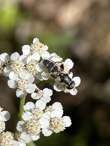 Unknown species found near Scott County, MN, USA